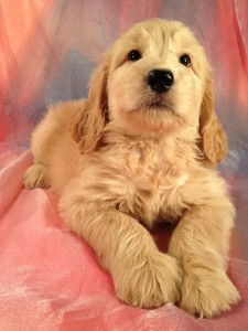 Iowa Puppies for Sale- Iowa Golden Doodle Breeder